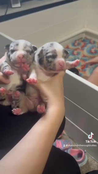 American Bully males