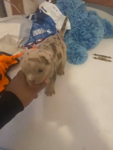 Micro Bully