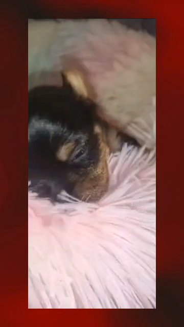 Standard Yorkie in Paris, Texas