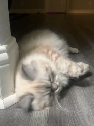 Traditional Persian Kitten