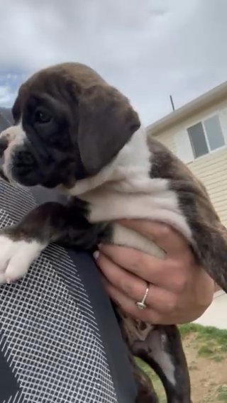 Triple Registered Purebred Boxers