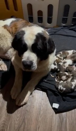 Saint Bernard Puppies