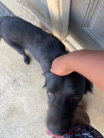 Female Black Lab