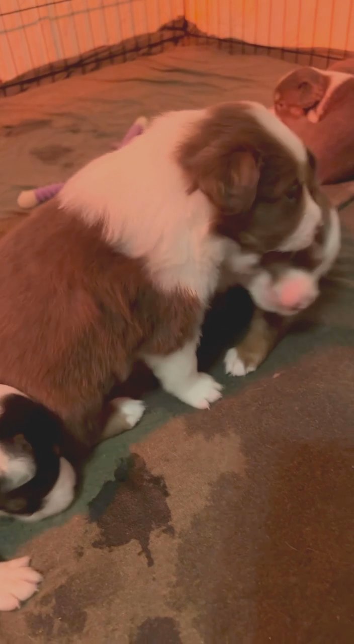 Looking for their forever homes