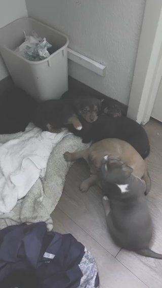 Mixed Breed Puppies For Sale