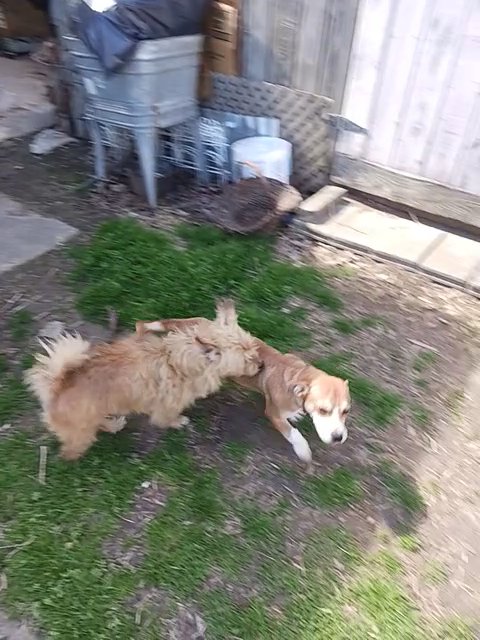 Beagle/Unknown Mix in Need of Home