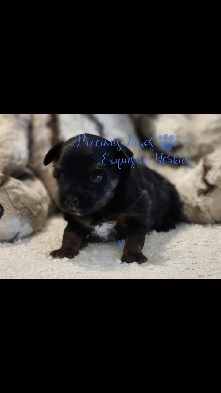 **SOLD** Raya Gold Female Championship pedigree