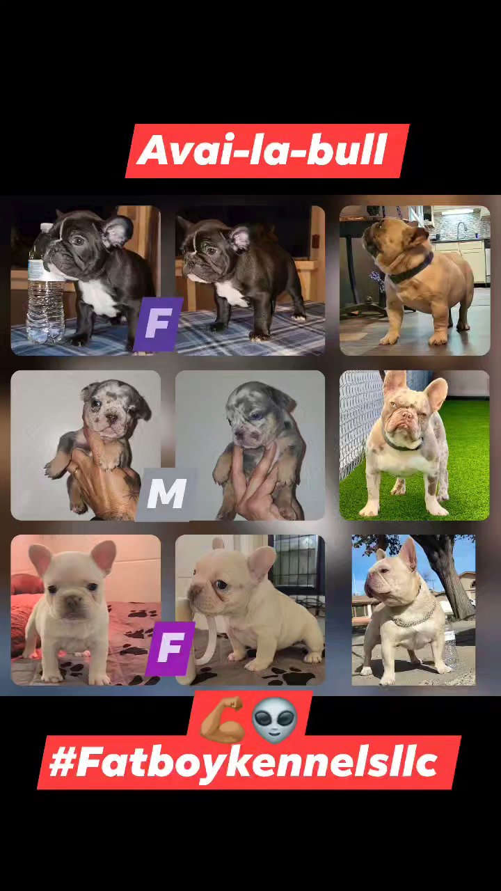 frenchie pups
