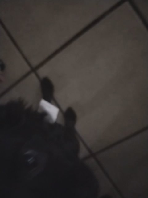 puppy Chihuahua