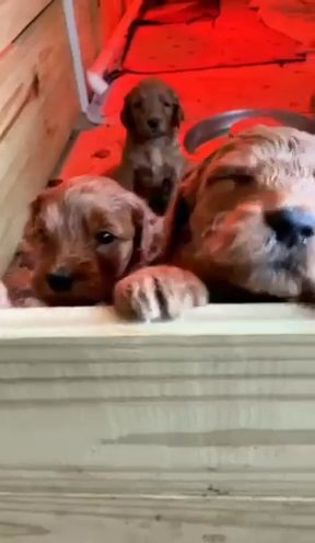 F1B Goldendoodles