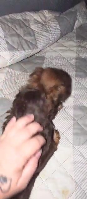 ?SOLD?Baby doll Chocolate Male Yorkie