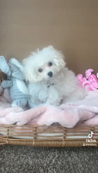 Teacup Tiny Toy Poodle Female