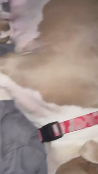 American Bullies