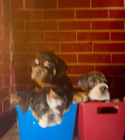 Affordable English Bulldog Babies