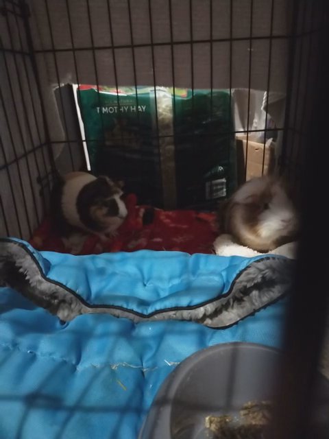 Guinea Pigs
