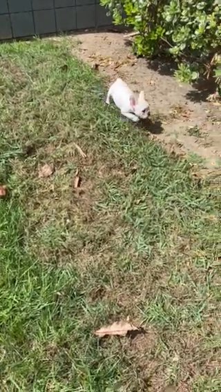 French Bulldog Female