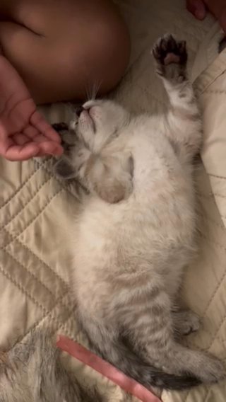 Cutest Egyptian Mau And Bombay Mix
