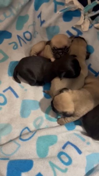 Pugs in Conway, New Hampshire