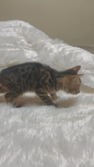 Savannah Mix