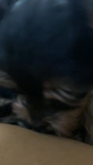 Yorky