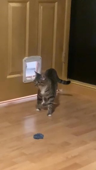 FREE cat