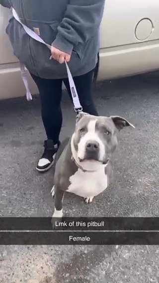 Pitbull