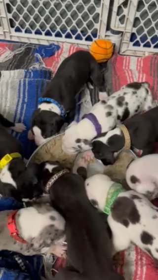 Daisy And Hugh Heffners Puppies