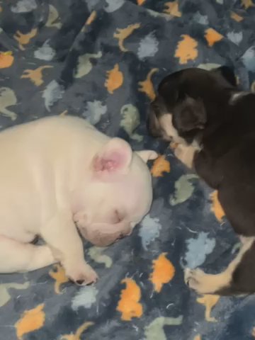 French Bulldogs