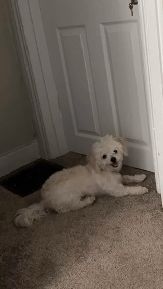 2 Year Old Shih Tzu Needs A New Loving Home