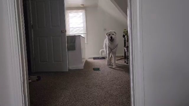 Luna - For Adoption