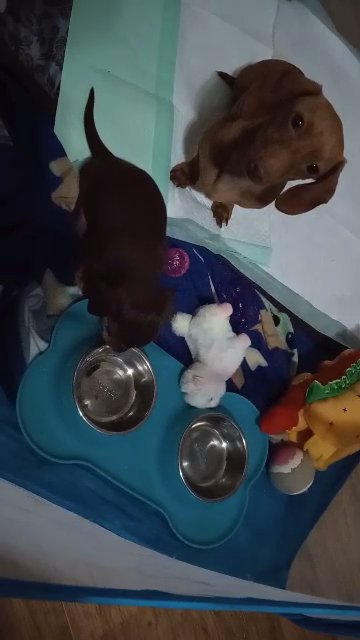 Mini Dachshund