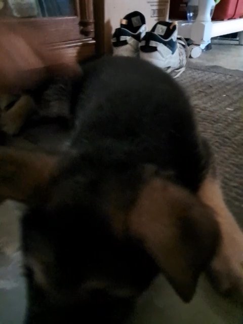 "Rocky" AKC German Shepherd Pup
