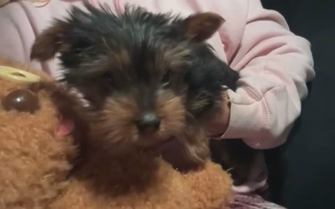 Yorkshire Terrier