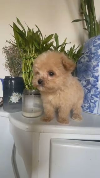 Teacup Schnoodle
