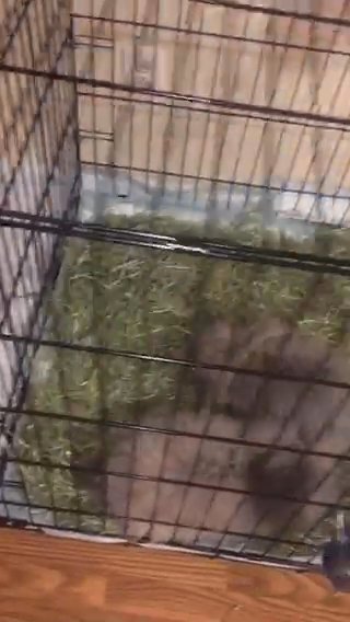LionHead Bunny