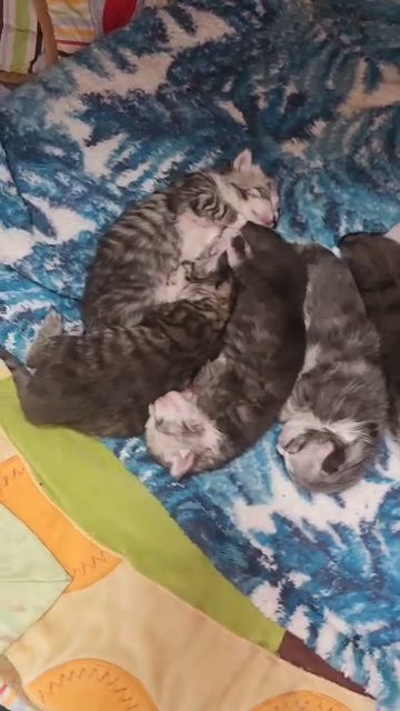Maine Coon Kittens polydactyl