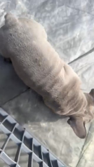 King Frenchies