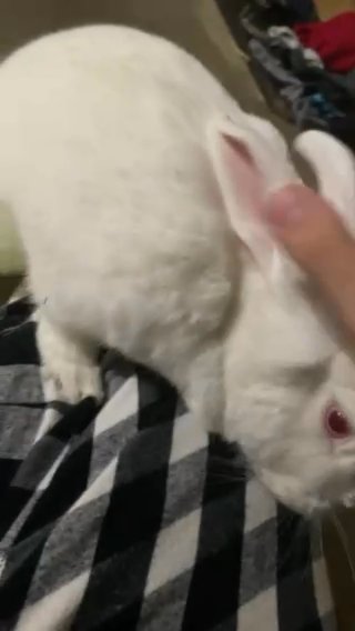 Sugar