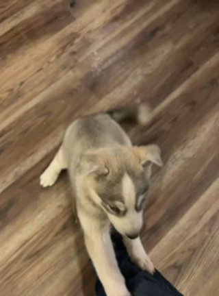 German Shepard Husky Puppy