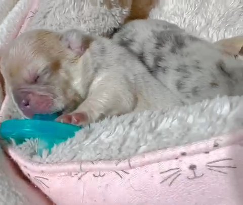 Sucking Their Pacifier After Tube Feeding