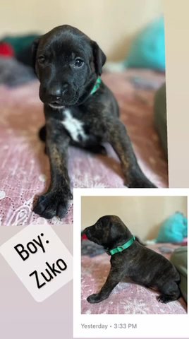 PuppiesBelgian Malinios/ Dutch Sheperd
