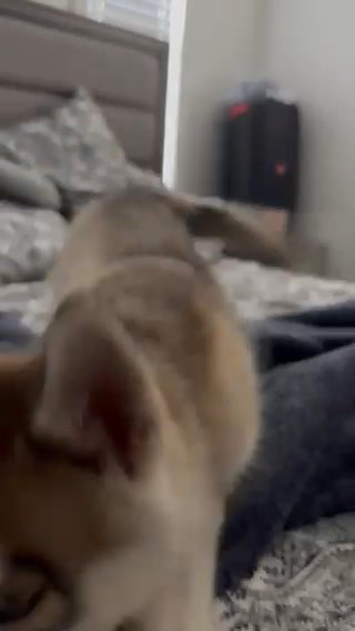 Husky Siberiano