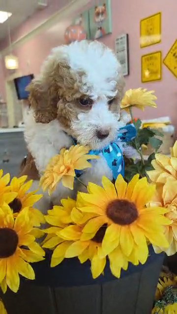 *SOLD* DOUBLE CURL F1B Mini Bernedoodle BOY (Dee-Oh-Gee)