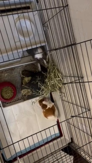 Guinea Pigs+ All Of There Things