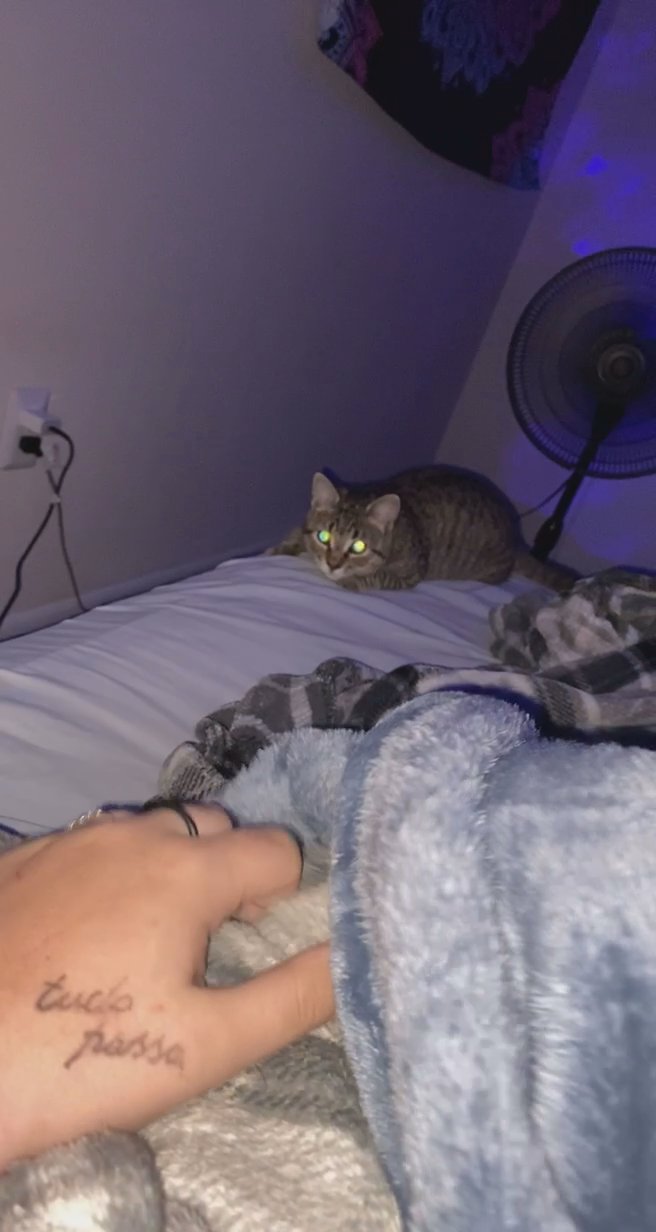 kitten for sale!