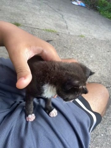 Baby Cat