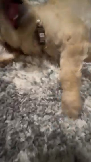 Golden Retriever/ Labrador Female