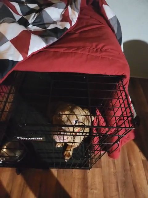 Rex - American Bully