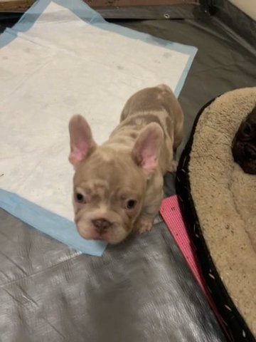 Frenchies