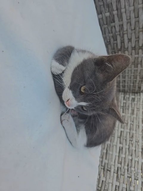 Sleepiest Kitty